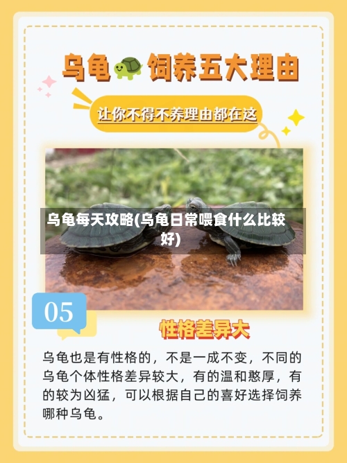 乌龟每天攻略(乌龟日常喂食什么比较好)